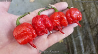 Purple Reaper - Pepper Seeds - White Hot Peppers